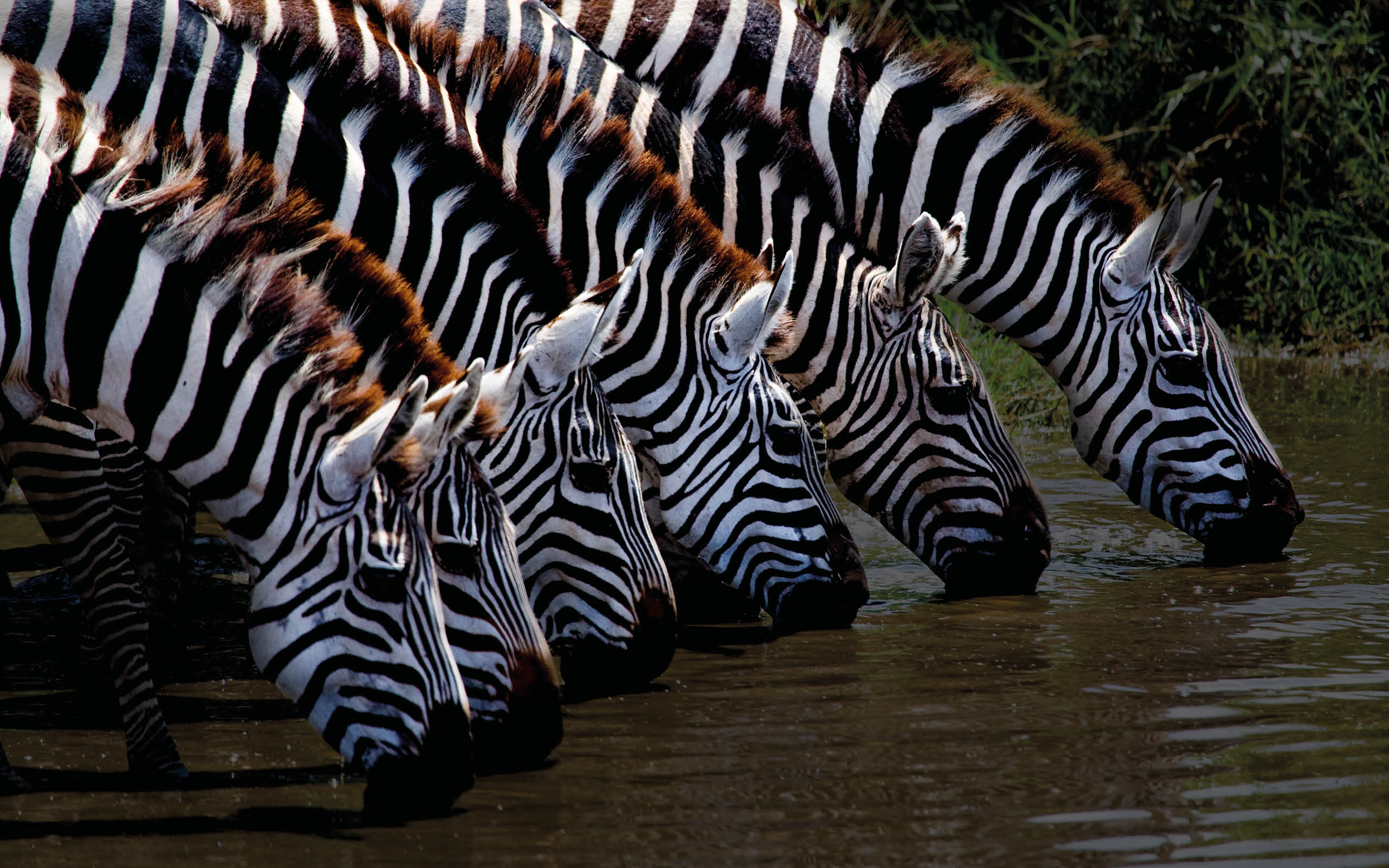 Several zebras drinking water from the river  Kenya  Tanzania  National Park  Serengeti  Maasai Mara  An excellent illustration 