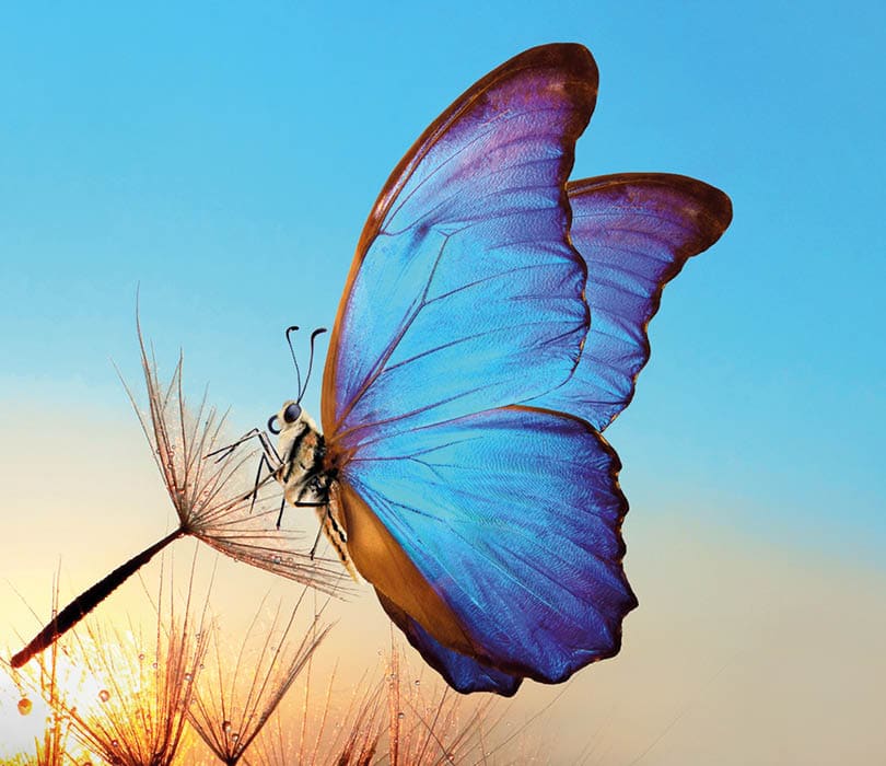 Natural pastel background  Morpho butterfly and dandelion  Seeds of a dandelion flower in drops of water on a background of sunrise  Copy spaces                           