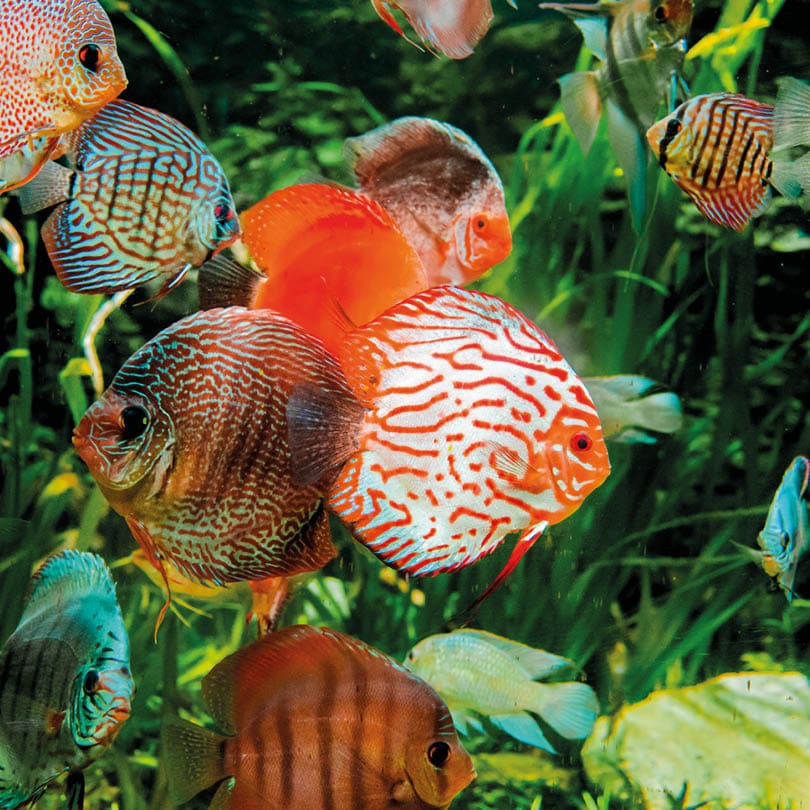 discus fish in aquarium, tropical fish  Symphysodon discus from Amazon river  Blue diamond, snakeskin, red turquoise and more