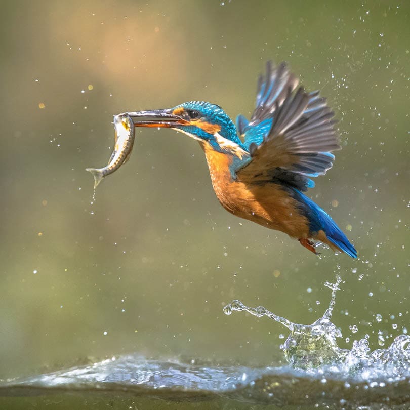 Common European Kingfisher (Alcedo atthis)   river kingfisher flying after emerging from water with caught fish prey in beak on green natural background